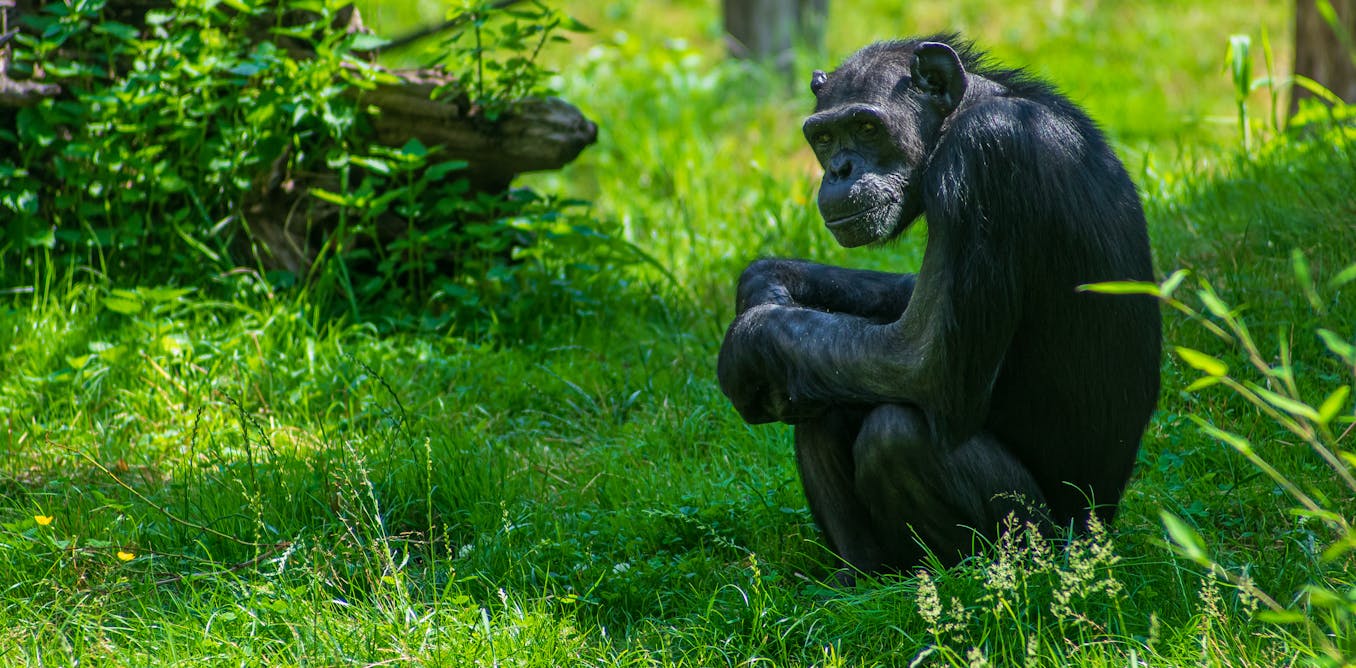 A database of great ape research promises to unlock deeper understanding of their cognition, intelligence and social behaviour.